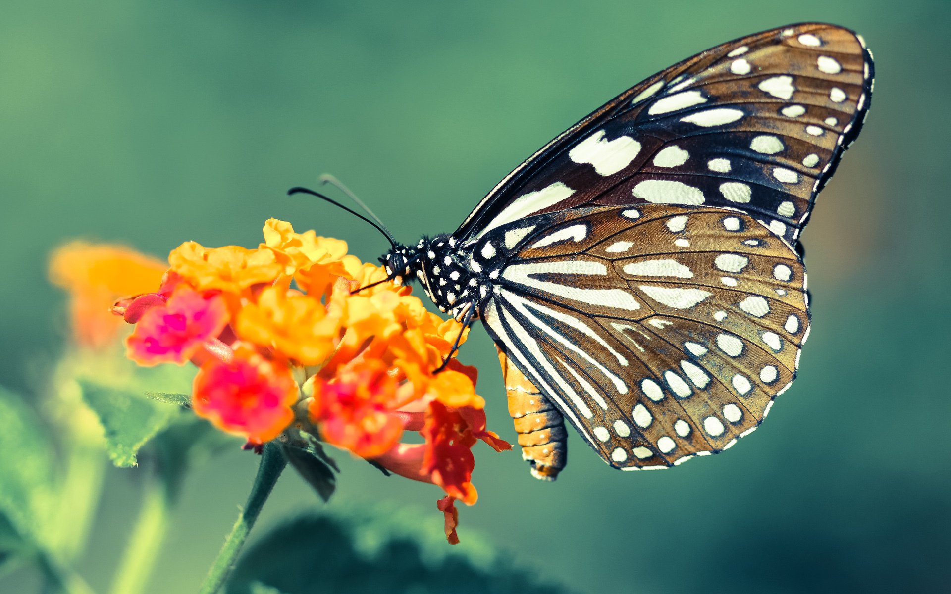 德布劳内的手术刀,当比利时黄金一代撕碎爱尔兰的足球信仰