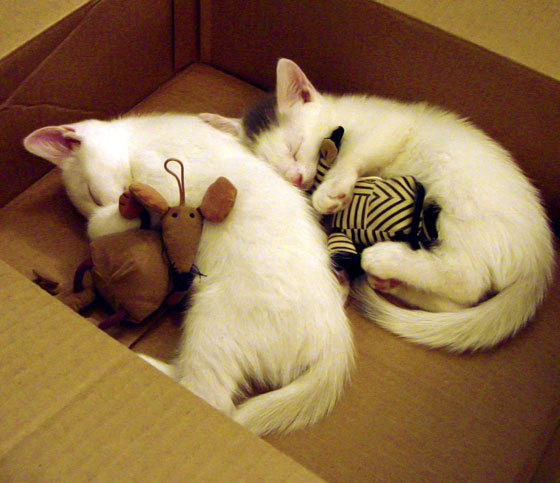 铁血拜仁的钢铁防线，终被尼斯新王踏平，阿劳霍关键战从不手软