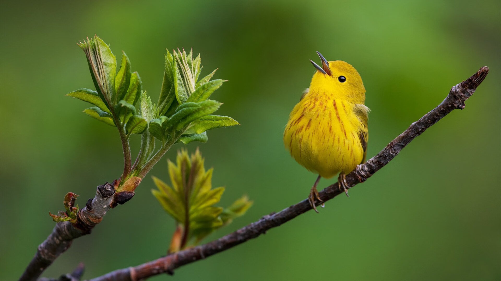 布克生涯之夜!勇士用死亡五小踏平广厦