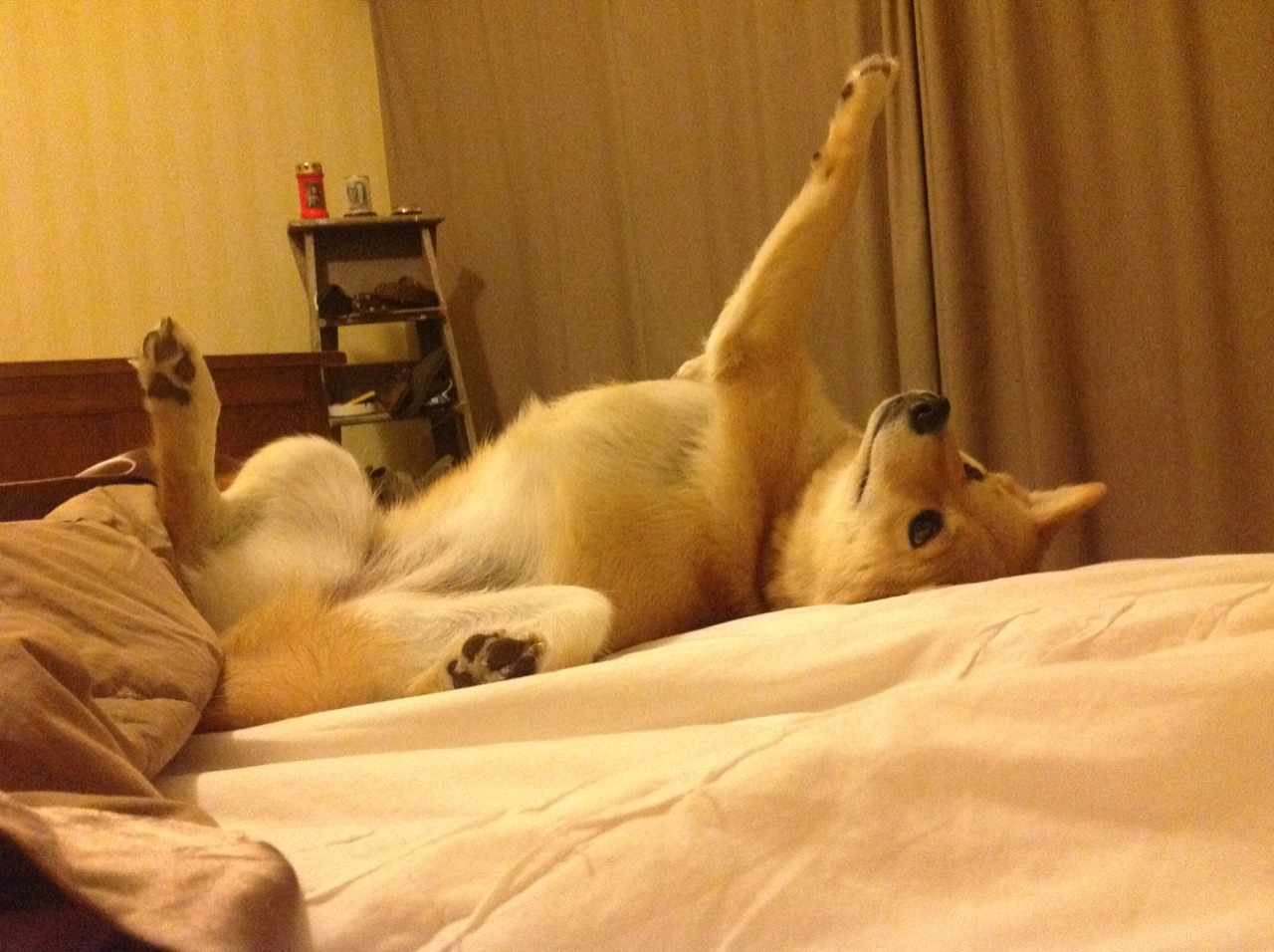 双线战场,格纳布里的完美交响与韩国的冰雪制霸