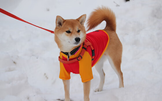 利拉德轰生涯之夜惊艳联盟,国王稳扎稳打压制灰熊