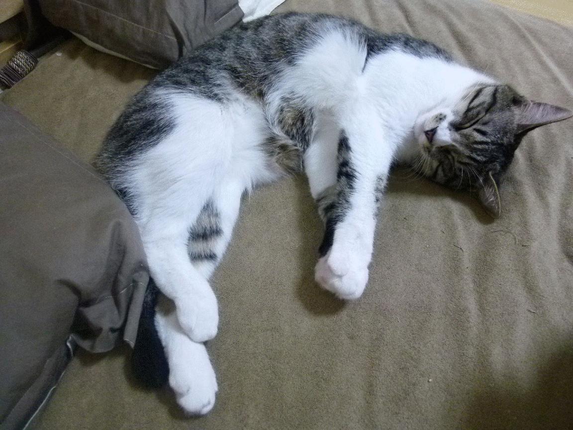 奥亚尔萨瓦尔王储登基!攻防一体统治全场,瑞士军团逆境逆转AC米兰