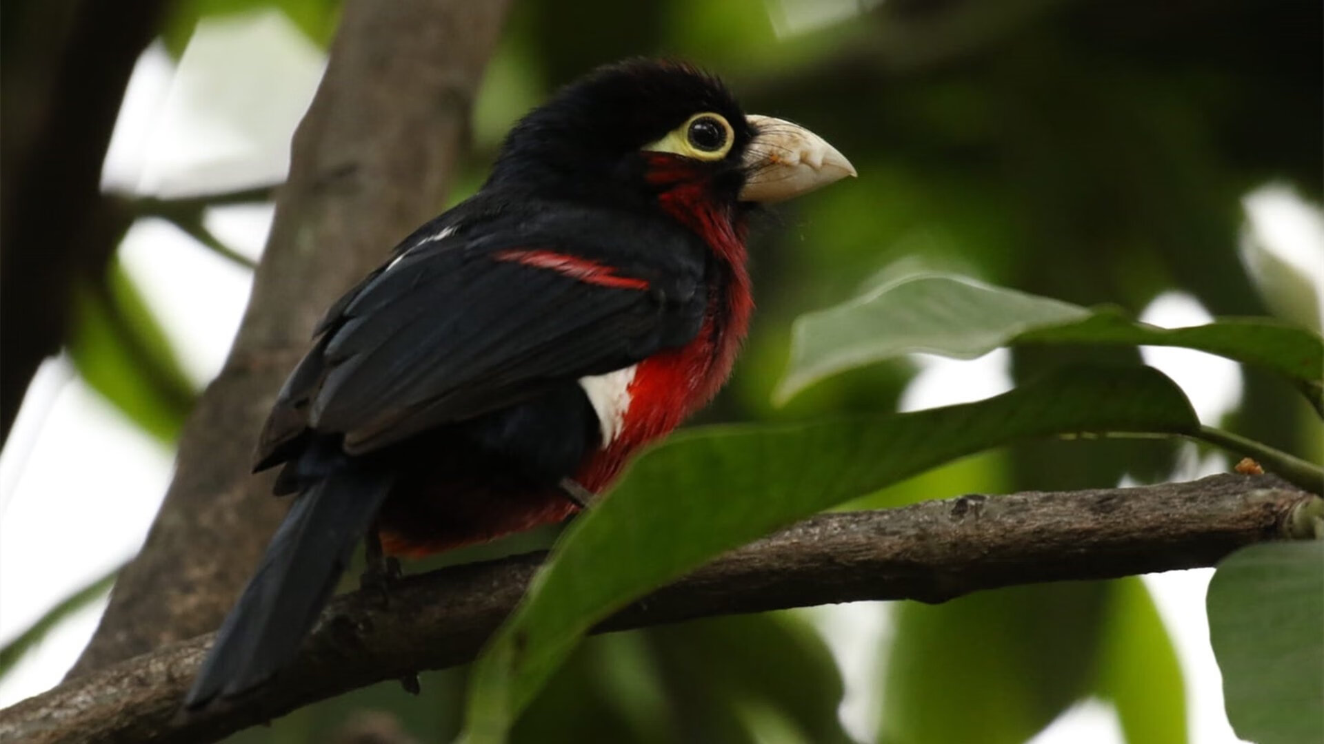 狂鲨噬城，托尼的终场神罚与突尼斯在里昂的制霸之夜