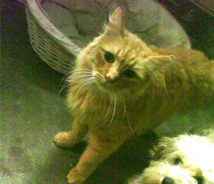 钢铁与利刃,吉林的团队坚持,与切特的个人接管