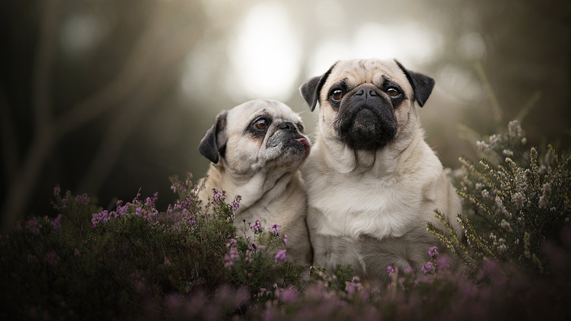 布伦森40分全能表演征服全场，篮网险胜公牛获关键胜利