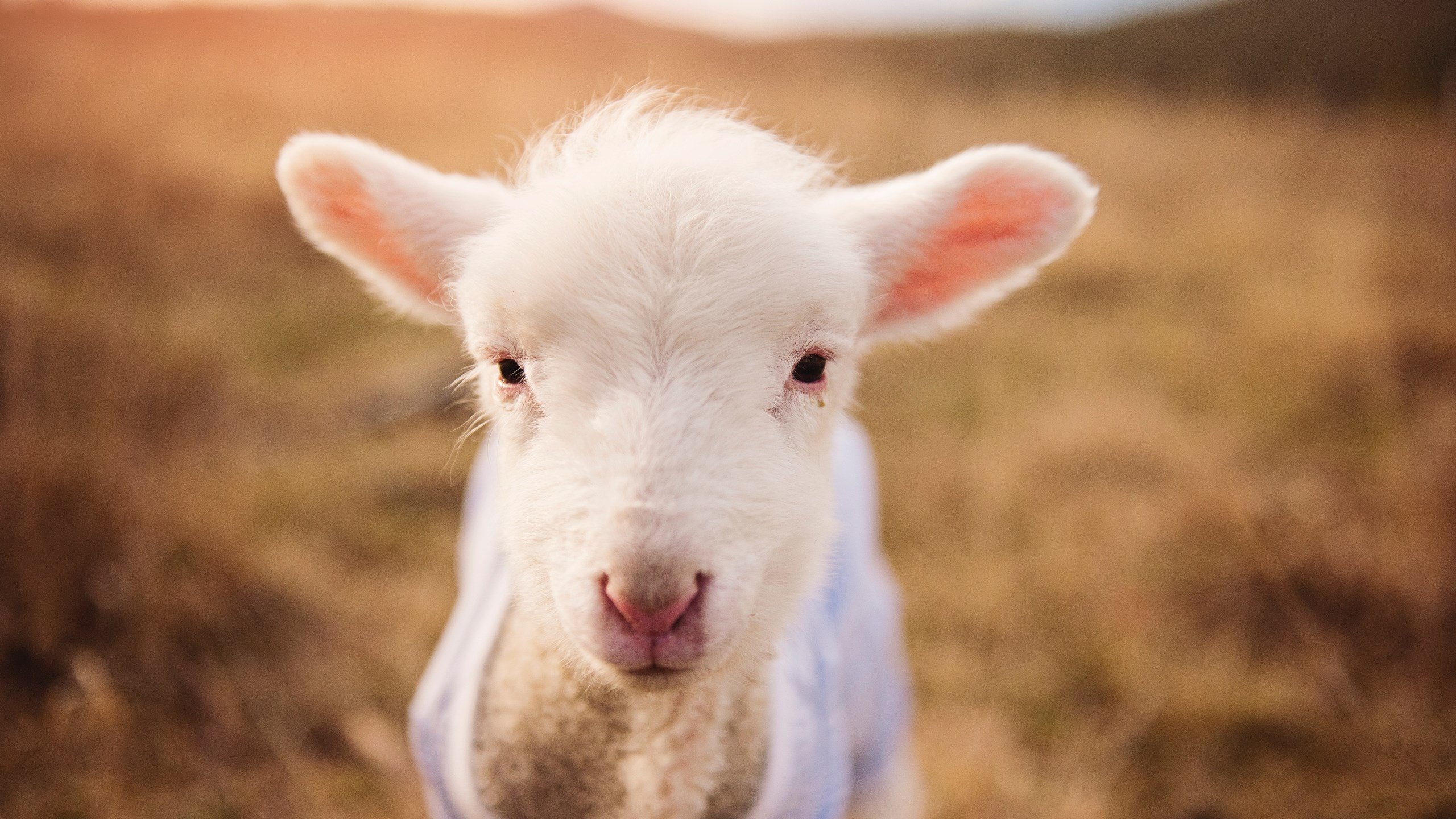 老鹰展翅横扫火箭，爱德华兹独揽34分定乾坤