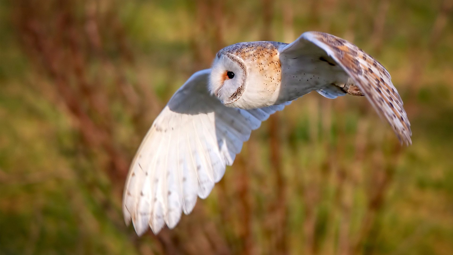 一剑封喉！争冠夜加克波持续制造杀伤，成就逆转传奇