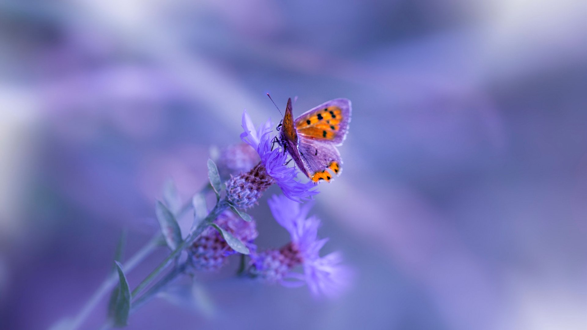 开云体育-F1街道赛焦点战，马里系统提前终结奥地利悬念