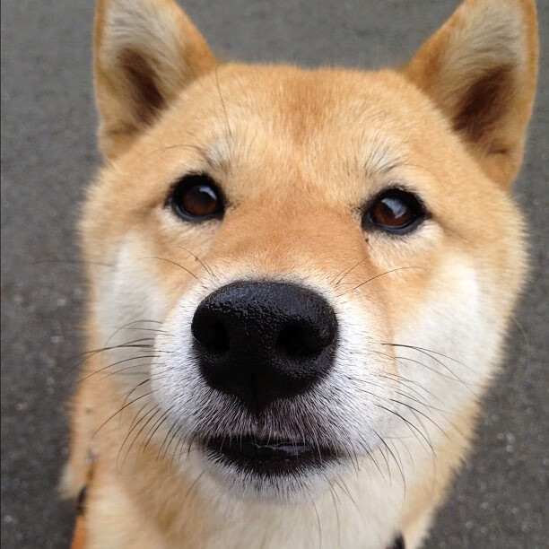 开云体育登录-格列兹曼全面统治攻防，法国在雷恩3-0轻取苏格兰