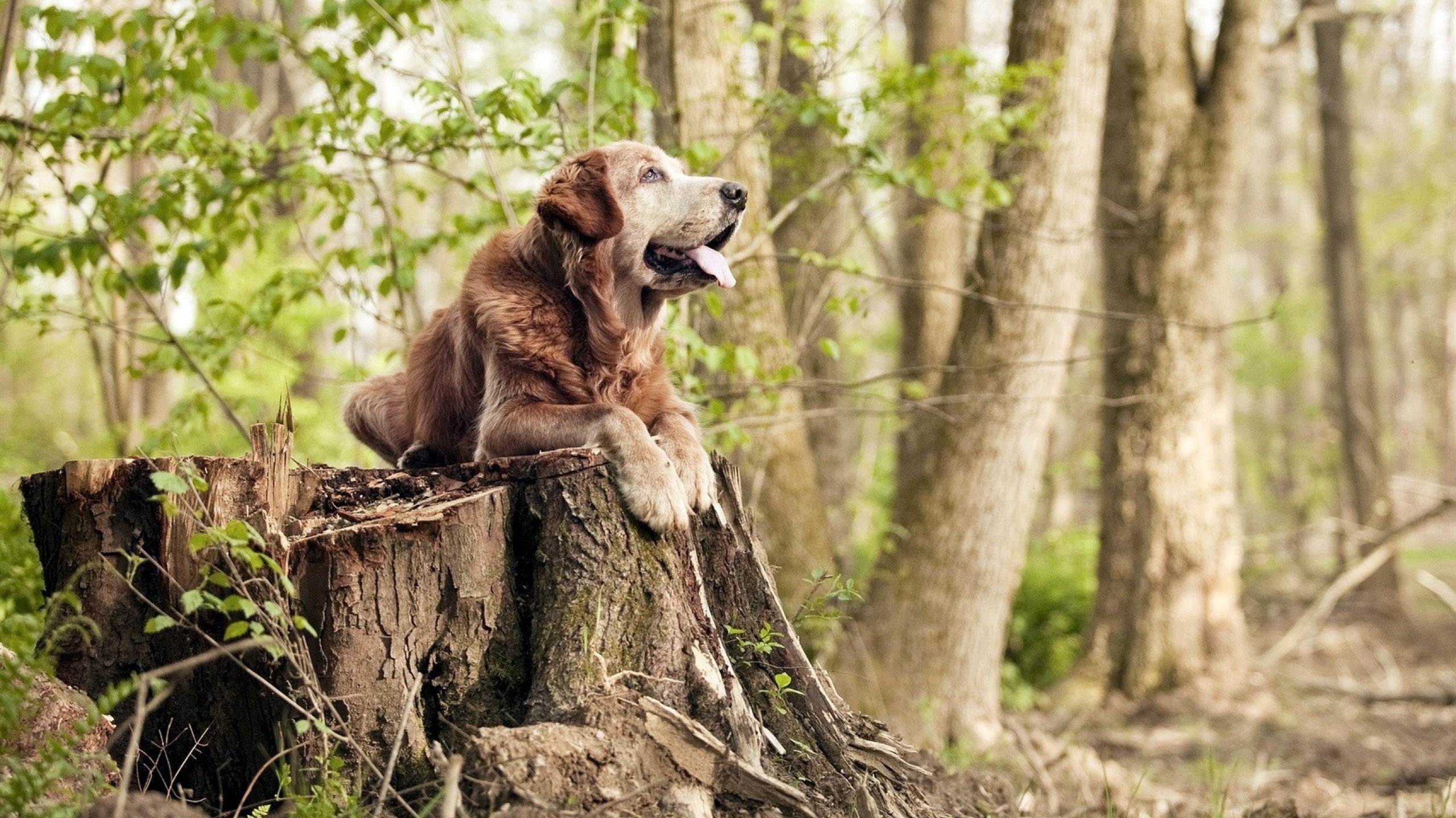罗德里绝杀！巴拉圭上演惊天逆转，巴黎功亏一篑